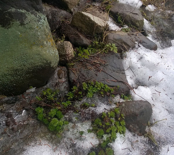 Sieltä ne pilkistää lumen alta!