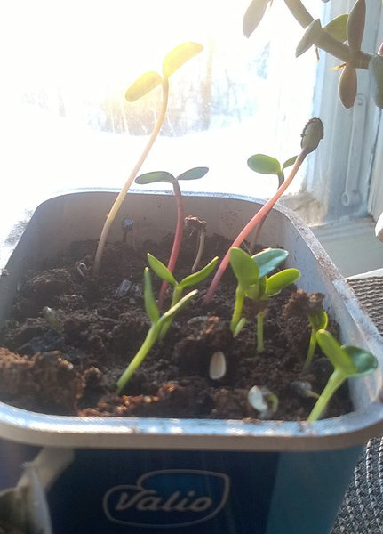 auringonkukkien versoja